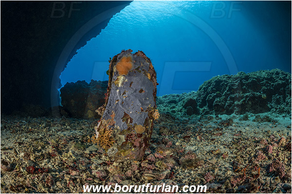 Island Svetac, Croatia, Adriatic sea, Mediterranean sea, Pinna nobilis, Pinna, Pinnidae, Bivalvia, Mollusca, Mollusc, Noble pen shell, Fan-mussel, Shell, Reef, Cave, Dead shell