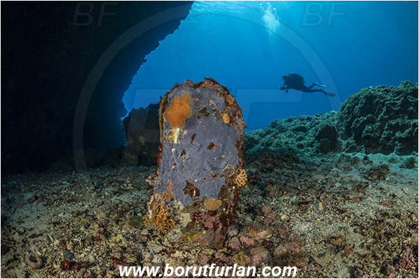 Island Svetac, Croatia, Adriatic sea, Mediterranean sea, Pinna nobilis, Pinna, Pinnidae, Bivalvia, Mollusca, Mollusc, Noble pen shell, Fan-mussel, Shell, Reef, Cave, Dead shell, Diver