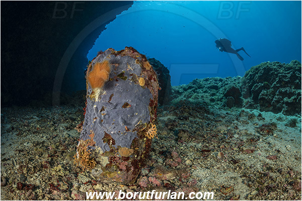 Island Svetac, Croatia, Adriatic sea, Mediterranean sea, Pinna nobilis, Pinna, Pinnidae, Bivalvia, Mollusca, Mollusc, Noble pen shell, Fan-mussel, Shell, Reef, Cave, Dead shell, Diver