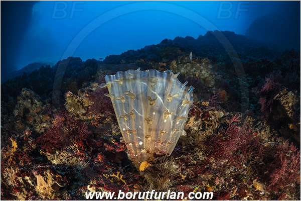 Island Svetac, Croatia, Adriatic sea, Mediterranean sea, Pinna rudis, Pinna, Pinnidae, Bivalvia, Mollusca, Mollusc, Spiny fan-mussel, Rough pen shell, Shell, Reef, Cave