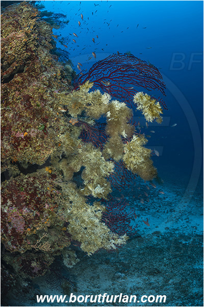 Island Bisevo, Croatia, Adriatic sea, Mediterranean sea, Paramuricea clavata, Paramuricea, Plexauridae, Mediterranean gorgonian, Sea fan, Coral, Cnidaria, Cnidarian, Reef, Salmacina sp., Salmacina, Serpulidae, Colony of tangled tube worm, Worm, Polychaeta