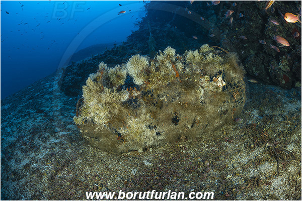 Island Bisevo, Croatia, Adriatic sea, Mediterranean sea, Discarded fish trap, Fish trap, Reef