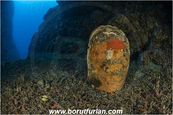 Island Bisevo, Croatia, Adriatic sea, Mediterranean sea, Pinna nobilis, Pinna, Pinnidae, Bivalvia, Mollusca, Mollusc, Noble pen shell, Fan-mussel, Shell, Reef, Cave, Dead shell