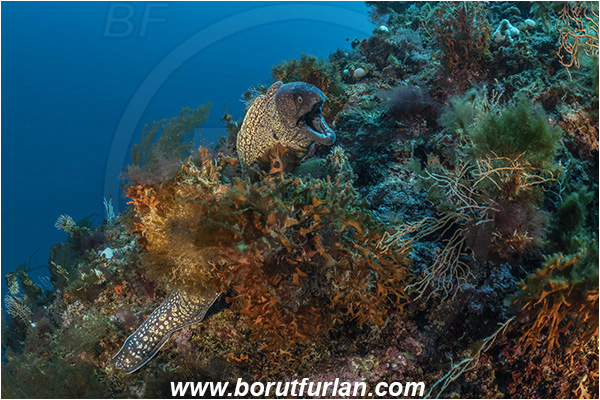 Island Svetac, Croatia, Adriatic sea, Mediterranean sea, Muraena helena, Muraena, Muraenidae, Mediterranean moray, Moray, Fish, Reef