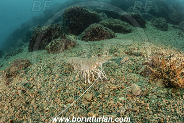 Fiesa, Slovenia, Adriatic sea, Mediterranean sea, Penaeus kerathurus, Penaeus, Penaeidae, Decapoda, Caramote prawn, Striped prawn, Prawn, Shrimp, Crustacea, Crustacean, Reef
