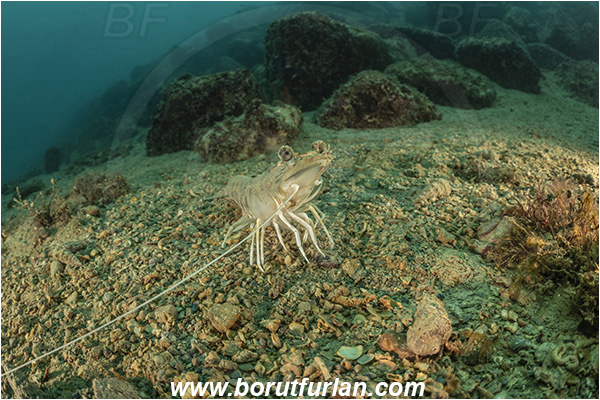 Fiesa, Slovenia, Adriatic sea, Mediterranean sea, Penaeus kerathurus, Penaeus, Penaeidae, Decapoda, Caramote prawn, Striped prawn, Prawn, Shrimp, Crustacea, Crustacean, Reef