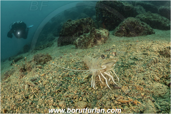Fiesa, Slovenia, Adriatic sea, Mediterranean sea, Penaeus kerathurus, Penaeus, Penaeidae, Decapoda, Caramote prawn, Striped prawn, Prawn, Shrimp, Crustacea, Crustacean, Reef, Diver