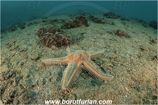 Fiesa, Slovenia, Adriatic sea, Mediterranean sea, Astropecten aranciacus, Astropecten, Astropectinidae, Orange comb starfish, Strafish, Asteroidea, Echinodermata, Echinoderm, Sand