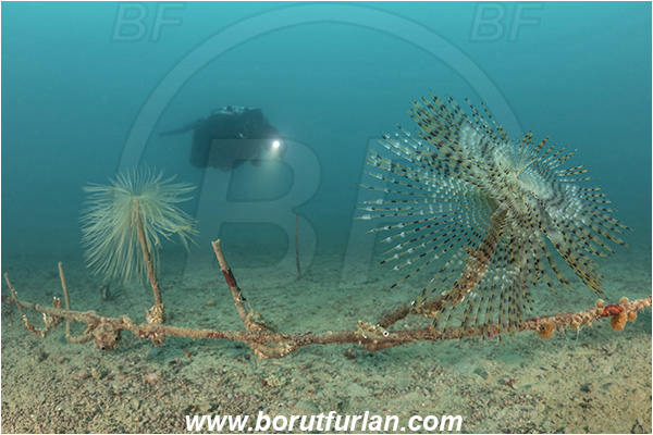 Fiesa, Slovenia, Adriatic sea, Mediterranean sea, Worm, Sabella spallanzanii, Sabella, Sabellidae, Mediterranean fanworm, Polychaeta, Rope, Sand, Diver