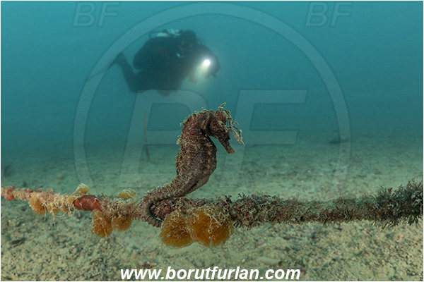 Fiesa, Slovenia, Adriatic sea, Mediterranean sea, Sand, Rope, Hippocampus guttulatus, Hippocampus, Syngnathidae, Long-snouted seahorse, Seahorse, Fish, Diver