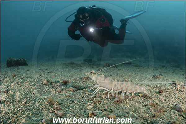 Fiesa, Slovenia, Adriatic sea, Mediterranean sea, Penaeus kerathurus, Penaeus, Penaeidae, Decapoda, Caramote prawn, Striped prawn, Prawn, Shrimp, Crustacea, Crustacean, Reef, Diver