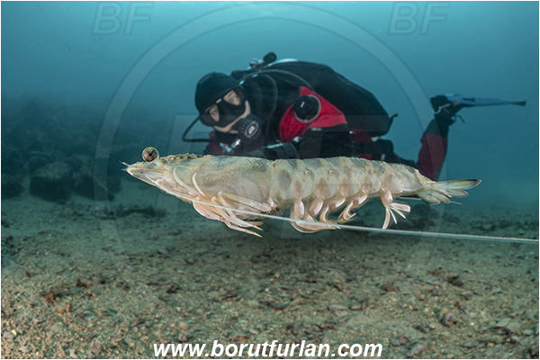 Fiesa, Slovenia, Adriatic sea, Mediterranean sea, Penaeus kerathurus, Penaeus, Penaeidae, Decapoda, Caramote prawn, Striped prawn, Prawn, Shrimp, Crustacea, Crustacean, Reef, Diver