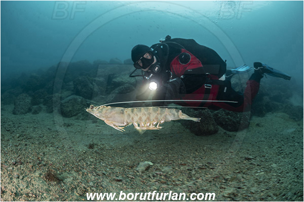 Fiesa, Slovenia, Adriatic sea, Mediterranean sea, Penaeus kerathurus, Penaeus, Penaeidae, Decapoda, Caramote prawn, Striped prawn, Prawn, Shrimp, Crustacea, Crustacean, Reef, Diver