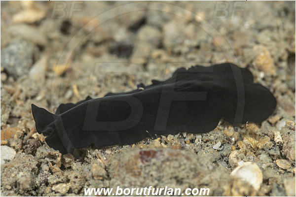 Fiesa, Slovenia, Adriatic sea, Mediterranean sea, Pseudoceros sp., Pseudoceros, Pseudocerotidae, Flatworm, Platyhelminthes
