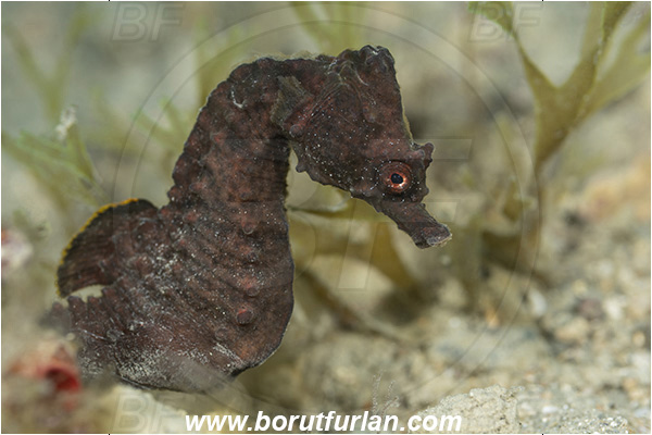 Fiesa, Slovenia, Adriatic sea, Mediterranean sea, Hippocampus hippocampus, Hippocampus, Syngnathidae, Short-snouted seahorse, Seahorse, Fish
