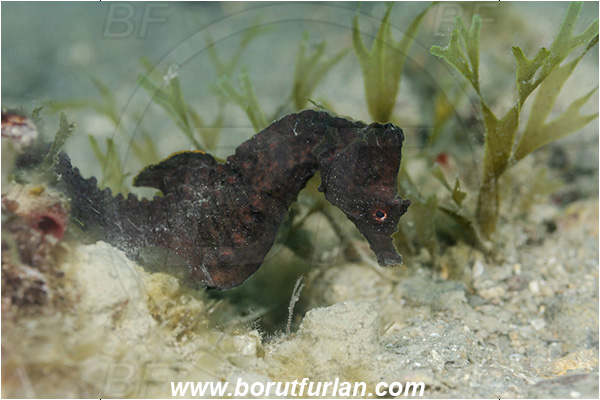 Fiesa, Slovenia, Adriatic sea, Mediterranean sea, Hippocampus hippocampus, Hippocampus, Syngnathidae, Short-snouted seahorse, Seahorse, Fish