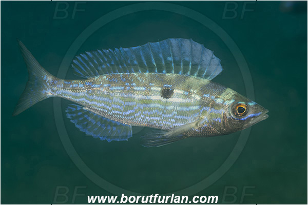 Fiesa, Slovenia, Adriatic sea, Mediterranean sea, Spicara maena, Spicara, Centracanthidae, Blotched picarel, Picarel, Fish, Mating