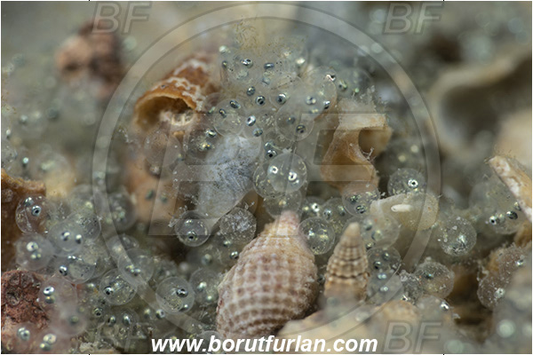 Fiesa, Slovenia, Adriatic sea, Mediterranean sea, Spicara maena, Spicara, Centracanthidae, Blotched picarel, Picarel, Fish, Eggs