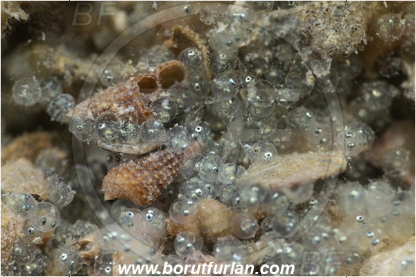 Fiesa, Slovenia, Adriatic sea, Mediterranean sea, Spicara maena, Spicara, Centracanthidae, Blotched picarel, Picarel, Fish, Eggs
