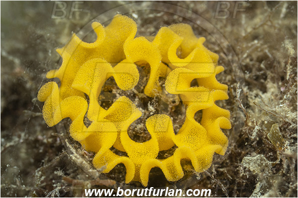 Fiesa, Slovenia, Adriatic sea, Mediterranean sea, Eggs, Nudibranch eggs, Sea snail eggs, Gastropoda, Mollusca