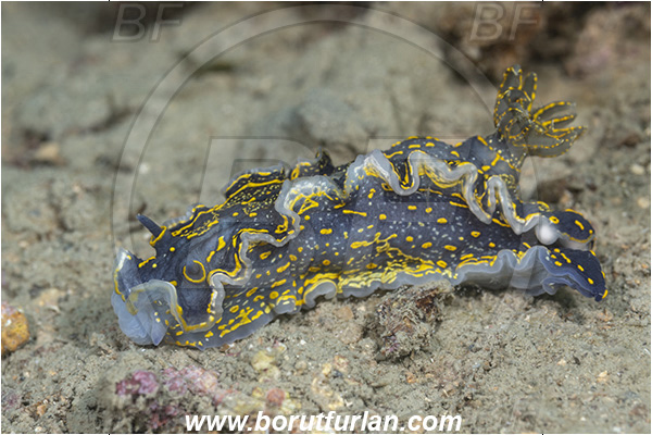 Fiesa, Slovenia, Adriatic sea, Mediterranean sea, Felimare picta, Felimare, Chromodorididae, Painted dorid, Nudibranch, Sea slug, Gastropoda, Mollusca