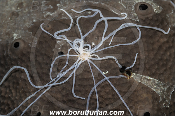 Fiesa, Slovenia, Adriatic sea, Mediterranean sea, Eupolymnia sp., Terebellidae, Polychaeta, Worm, Spaghetti worm