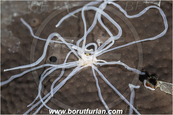 Fiesa, Slovenia, Adriatic sea, Mediterranean sea, Eupolymnia sp., Terebellidae, Polychaeta, Worm, Spaghetti worm