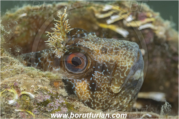 Fiesa, Slovenia, Adriatic sea, Mediterranean sea, Parablennius gattorugine, Parablennius, Blenniidae, Tompot blenny, Blenny, Fish, Portrait