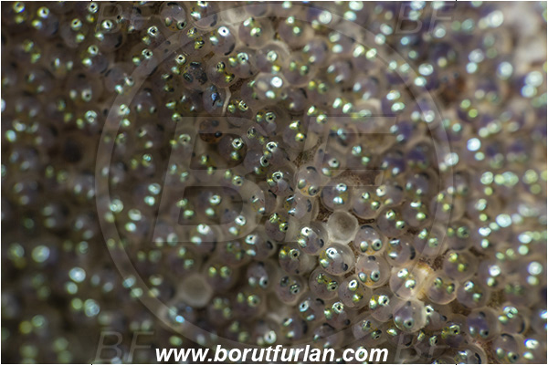 Fiesa, Slovenia, Adriatic sea, Mediterranean sea, Parablennius gattorugine, Parablennius, Blenniidae, Tompot blenny, Blenny, Fish, Eggs