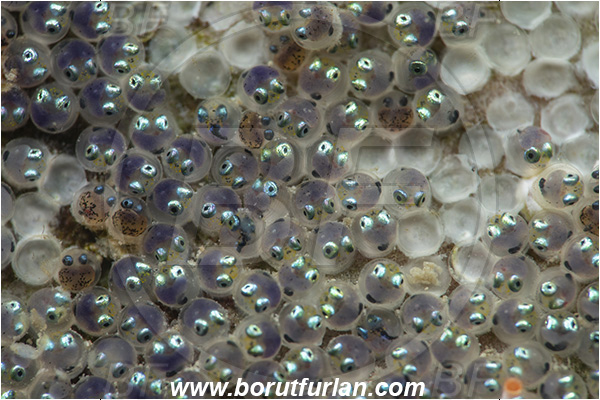 Fiesa, Slovenia, Adriatic sea, Mediterranean sea, Parablennius gattorugine, Parablennius, Blenniidae, Tompot blenny, Blenny, Fish, Eggs