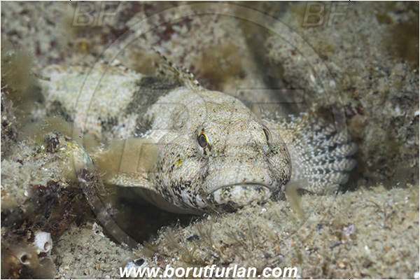 Fiesa, Slovenia, Adriatic sea, Mediterranean sea, Gobius cobitis, Gobius, Gobiidae, Giant goby, Goby, Fish, Portrait