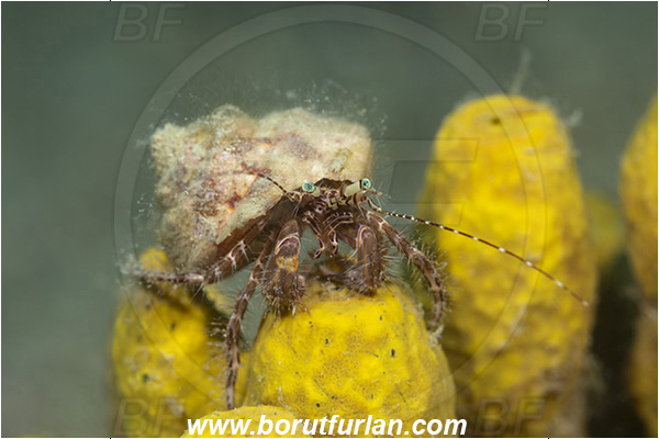 Fiesa, Slovenia, Adriatic sea, Mediterranean sea, Pagurus anachoretus, Pagurus, Paguridae, Crustacea, Crustacean, Long-armed Hermit Crab, Hermit crab, Crab