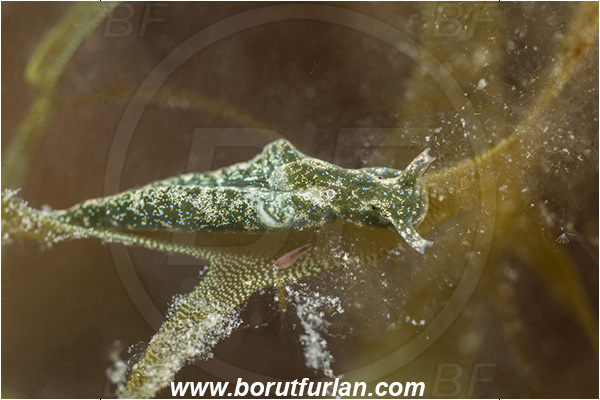 Fiesa, Slovenia, Adriatic sea, Mediterranean sea, Elysia viridis, Elysia, Plakobranchidae, Solar Powered Elysia, Nudibranch, Sea slug, Gastropoda, Mollusca