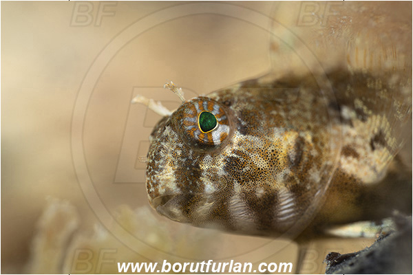 Fiesa, Slovenia, Adriatic sea, Mediterranean sea, Parablennius zvonimiri, Parablennius, Blenniidae, Zvonimir
