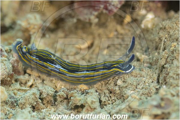 Fiesa, Slovenia, Adriatic sea, Mediterranean sea, Felimare villafranca, Felimare, Chromodorididae, Striped Dorid Nudibranch, Nudibranch, Sea slug, Gastropoda, Mollusca