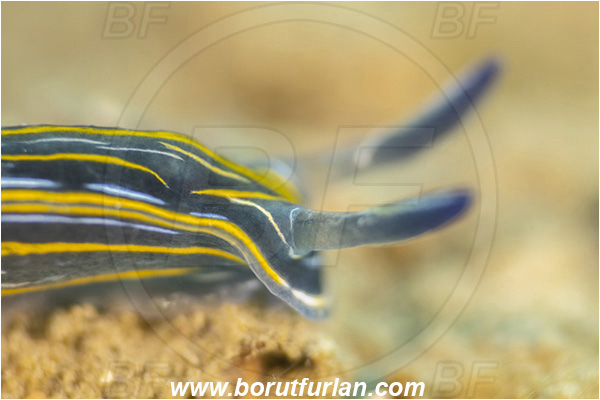 Fiesa, Slovenia, Adriatic sea, Mediterranean sea, Felimare villafranca, Felimare, Chromodorididae, Striped Dorid Nudibranch, Nudibranch, Sea slug, Gastropoda, Mollusca, Portrait