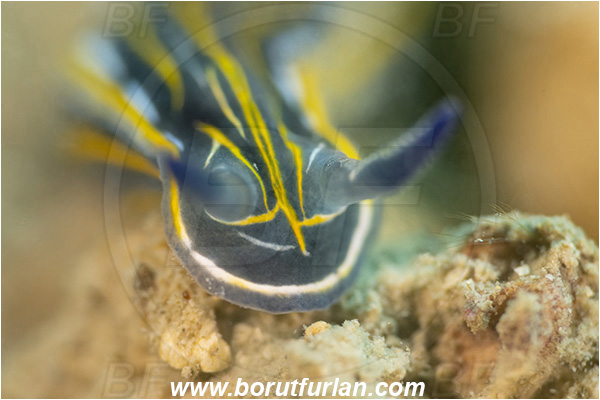 Fiesa, Slovenia, Adriatic sea, Mediterranean sea, Felimare villafranca, Felimare, Chromodorididae, Striped Dorid Nudibranch, Nudibranch, Sea slug, Gastropoda, Mollusca, Portrait