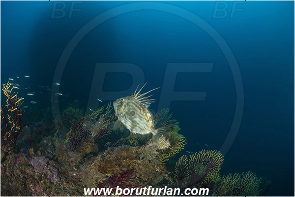 Island Dugi otok, Croatia, Adriatic sea, Mediterranean sea, Paramuricea clavata, Paramuricea, Plexauridae, Mediterranean gorgonian, Sea fan, Coral, Cnidaria, Cnidarian, Reef, Zeus faber, Zeus, Zeidae, John Dory, St Pierre, Peter