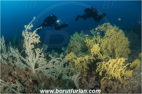 Island Dugi otok, Croatia, Adriatic sea, Mediterranean sea, Savalia savaglia, Savalia, Mediterranean Gold Coral, False Mediterranean Black Coral, Sea fan, Coral, Anthozoa, Cnidaria, Cnidarian, Reef, Diver, Underwater scooter, Divers
