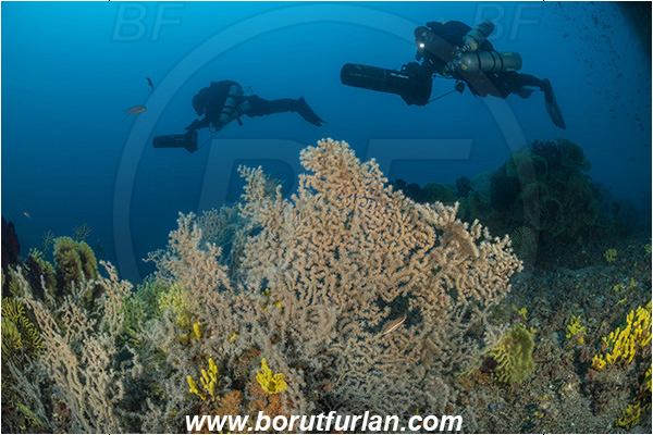 Island Dugi otok, Croatia, Adriatic sea, Mediterranean sea, Savalia savaglia, Savalia, Mediterranean Gold Coral, False Mediterranean Black Coral, Sea fan, Coral, Anthozoa, Cnidaria, Cnidarian, Reef, Diver, Underwater scooter, Divers