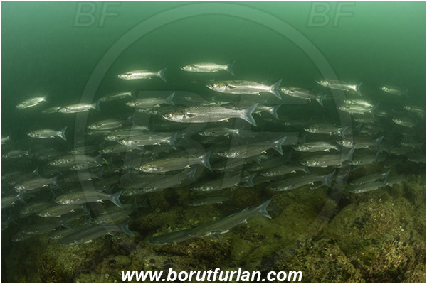 Piran, Slovenia, Adriatic sea, Mediterranean sea, Chelon auratus, Chelon, Mugilidae, Golden grey mullet, Mullet, Fish, Fish school