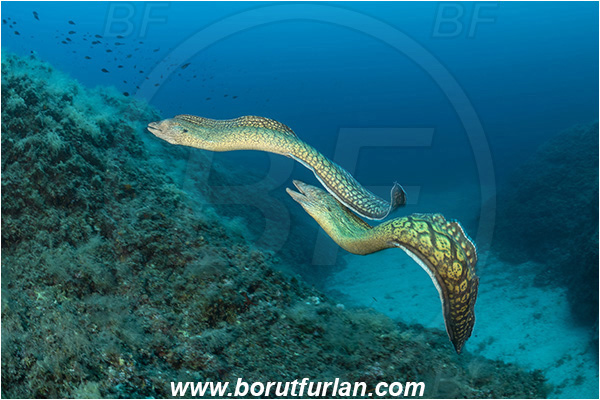 Island Susac, Croatia, Adriatic sea, Mediterranean sea, Muraena helena, Muraena, Muraenidae, Mediterranean moray, Moray, Fish, Reef, Fight, Fighting fish