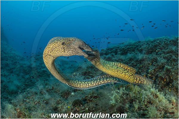 Island Susac, Croatia, Adriatic sea, Mediterranean sea, Muraena helena, Muraena, Muraenidae, Mediterranean moray, Moray, Fish, Reef, Fight, Fighting fish