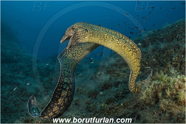 Island Susac, Croatia, Adriatic sea, Mediterranean sea, Muraena helena, Muraena, Muraenidae, Mediterranean moray, Moray, Fish, Reef, Fight, Fighting fish