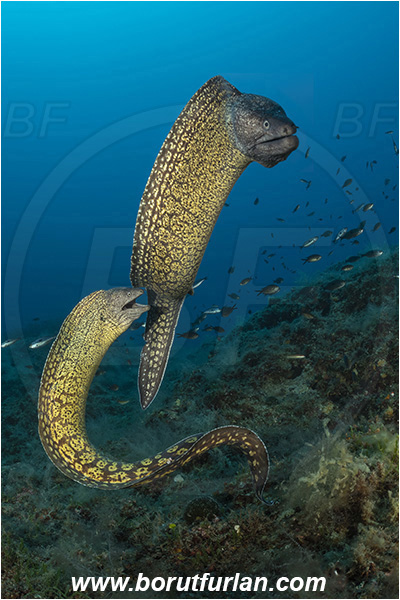 Island Susac, Croatia, Adriatic sea, Mediterranean sea, Muraena helena, Muraena, Muraenidae, Mediterranean moray, Moray, Fish, Reef