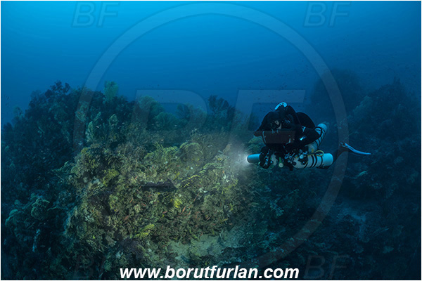 Island Susac, Croatia, Adriatic sea, Mediterranean sea, Paramuricea clavata, Paramuricea, Plexauridae, Mediterranean gorgonian, Sea fan, Coral, Cnidaria, Cnidarian, Reef, Diver, Technical diver, Rebreather, Spot illuminated, Spotlight