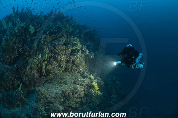 Island Susac, Croatia, Adriatic sea, Mediterranean sea, Paramuricea clavata, Paramuricea, Plexauridae, Mediterranean gorgonian, Sea fan, Coral, Cnidaria, Cnidarian, Reef, Diver, Technical diver, Rebreather, Spot illuminated, Spotlight