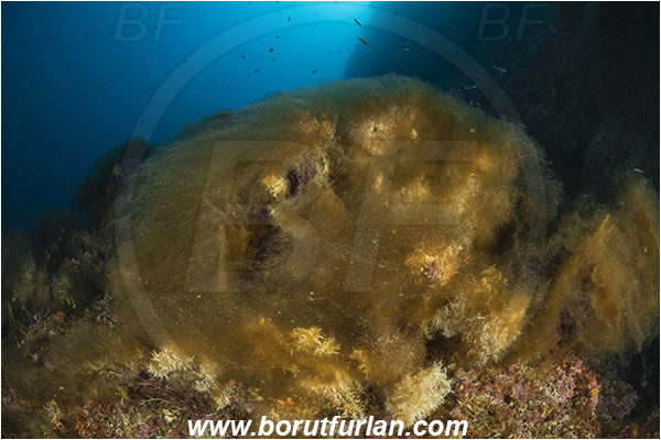 Island Susac, Croatia, Adriatic sea, Mediterranean sea, Salmacina sp., Salmacina, Serpulidae, Colony of tangled tube worm, Worm, Polychaeta, Reef, Algae over benthic animals