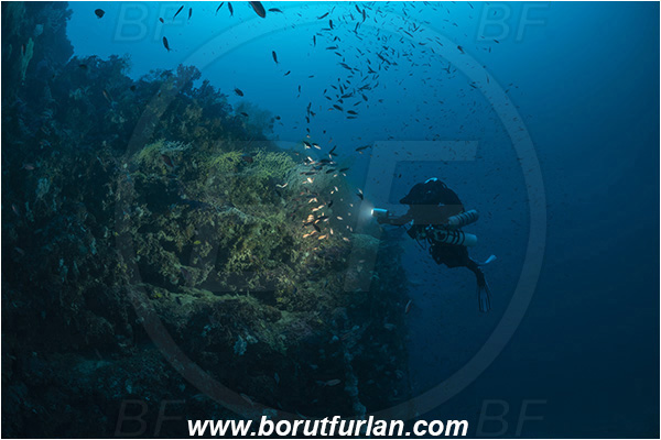 Island Susac, Croatia, Adriatic sea, Mediterranean sea, Paramuricea clavata, Paramuricea, Plexauridae, Mediterranean gorgonian, Sea fan, Coral, Cnidaria, Cnidarian, Reef, Diver, Technical diver, Rebreather, Spot illuminated, Spotlight