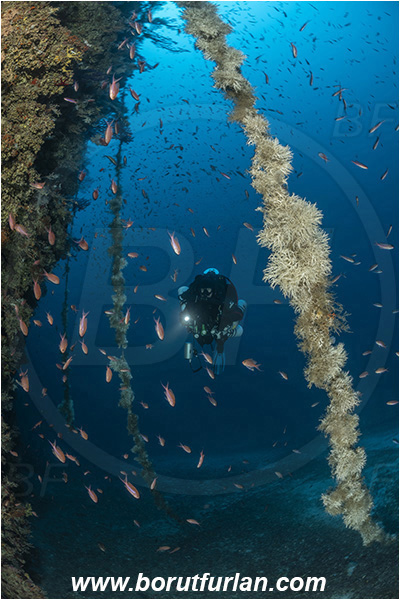 Island Susac, Croatia, Adriatic sea, Mediterranean sea, Reef, Discarded fishing line, Fishing line, Salmacina sp., Salmacina, Serpulidae, Colony of tangled tube worm, Worm, Polychaeta, Diver, Technical diver, Rebreather, Wall